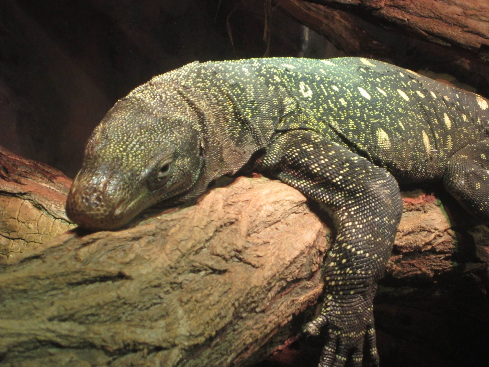 Oct. 2013 - Dragons! - Crocodile Monitor