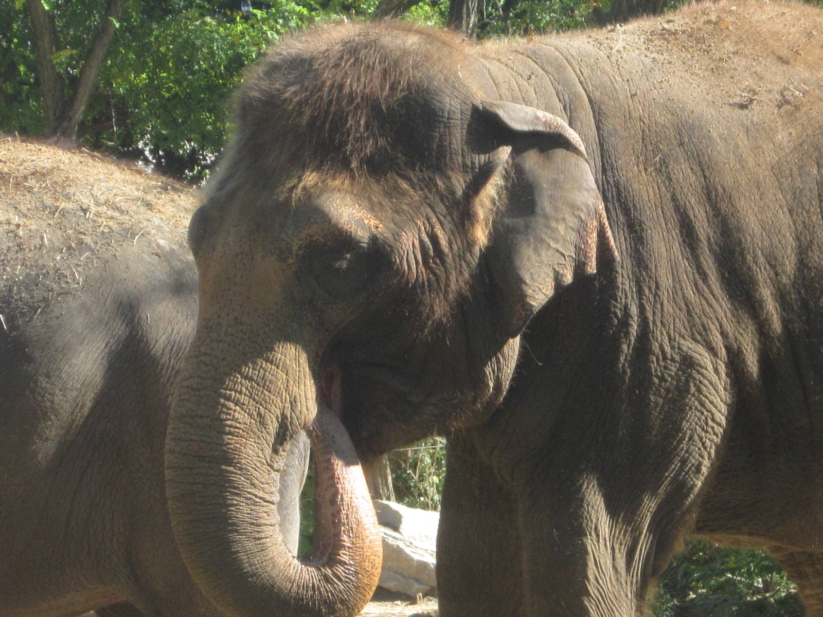 Oct. 2013 - Elephant Reserve - Jati