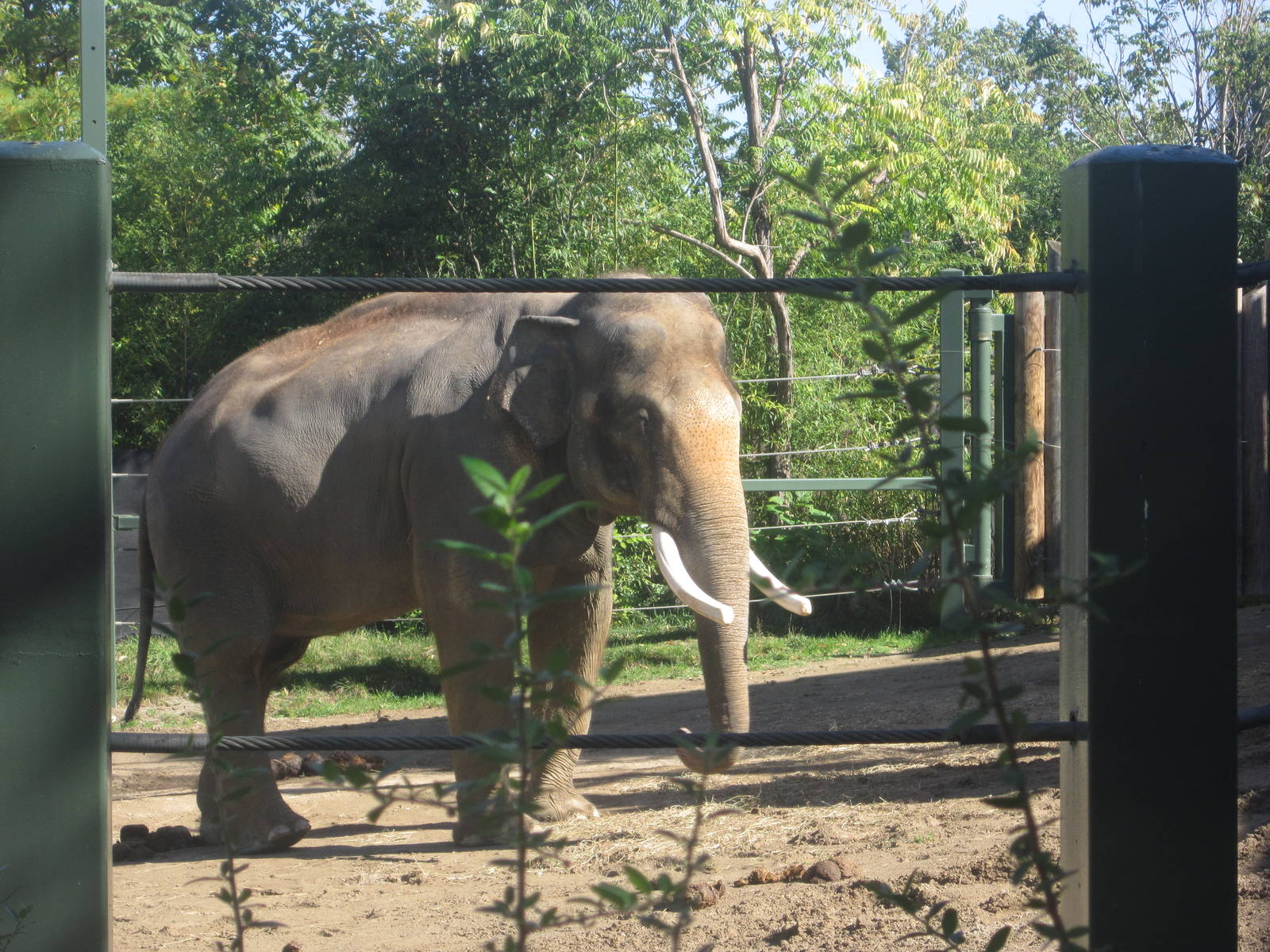 Oct. 2013 - Elephant Reserve - Sabu