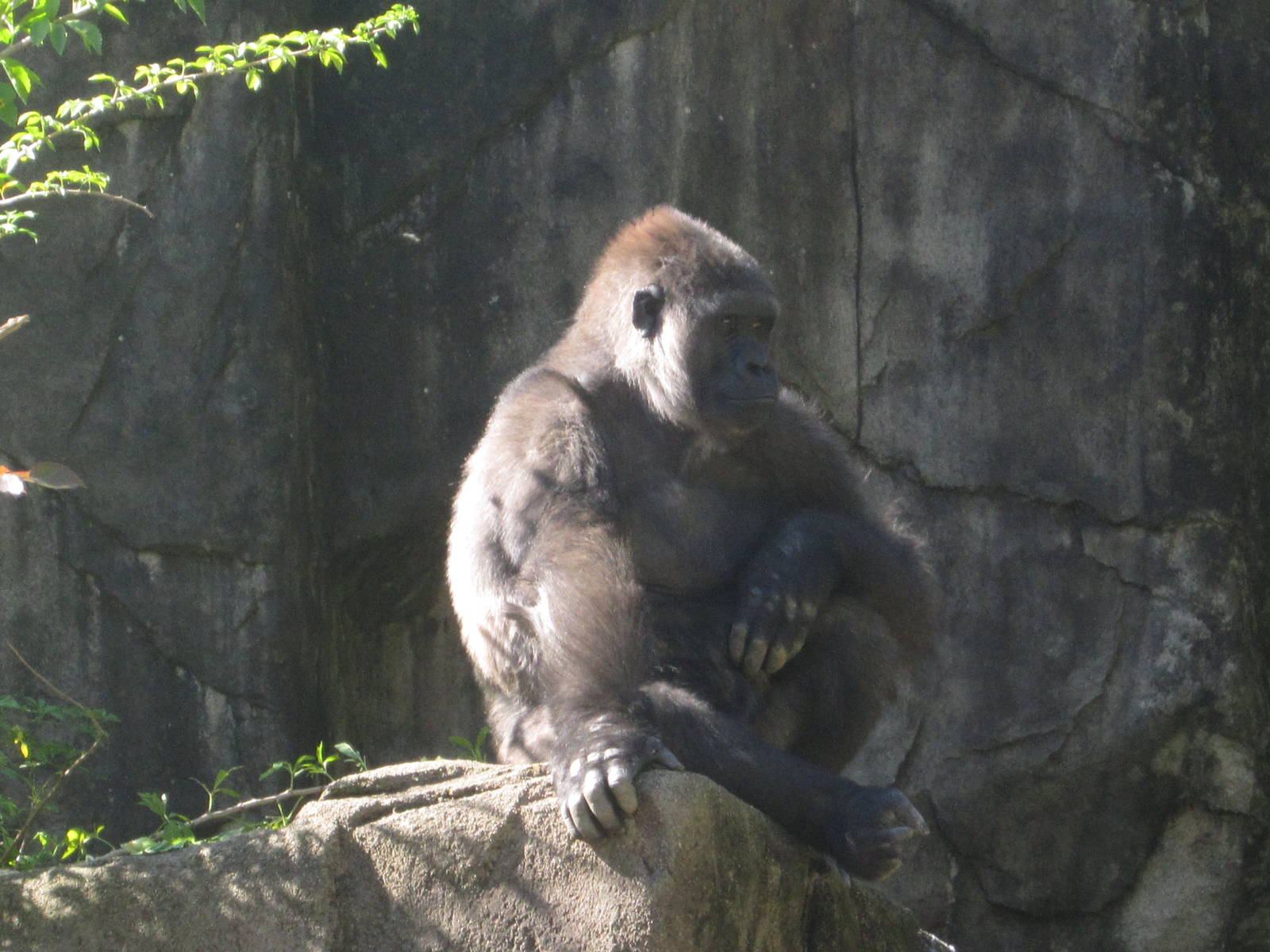 Oct. 2013 - Gorilla World - Asha