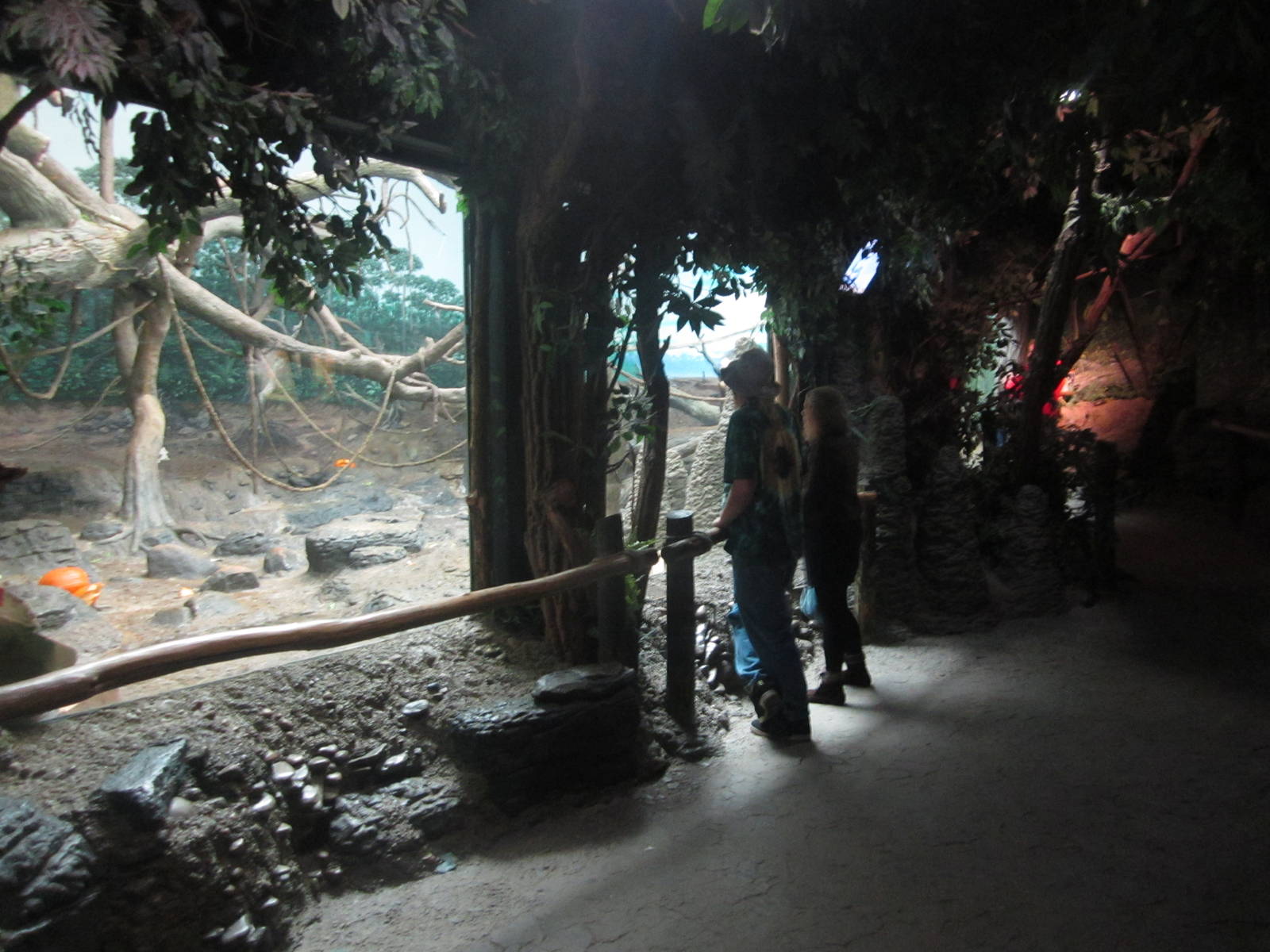 Oct. 2013 - Jungle Trails - Bonobo Indoor Exhibit Vieiwng