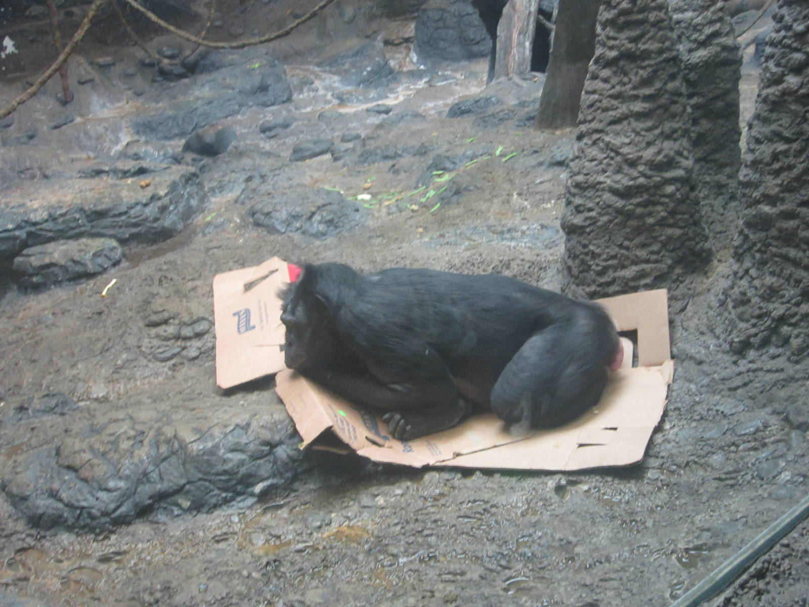 Oct. 2013 - Jungle Trails - Bonobo - Louise