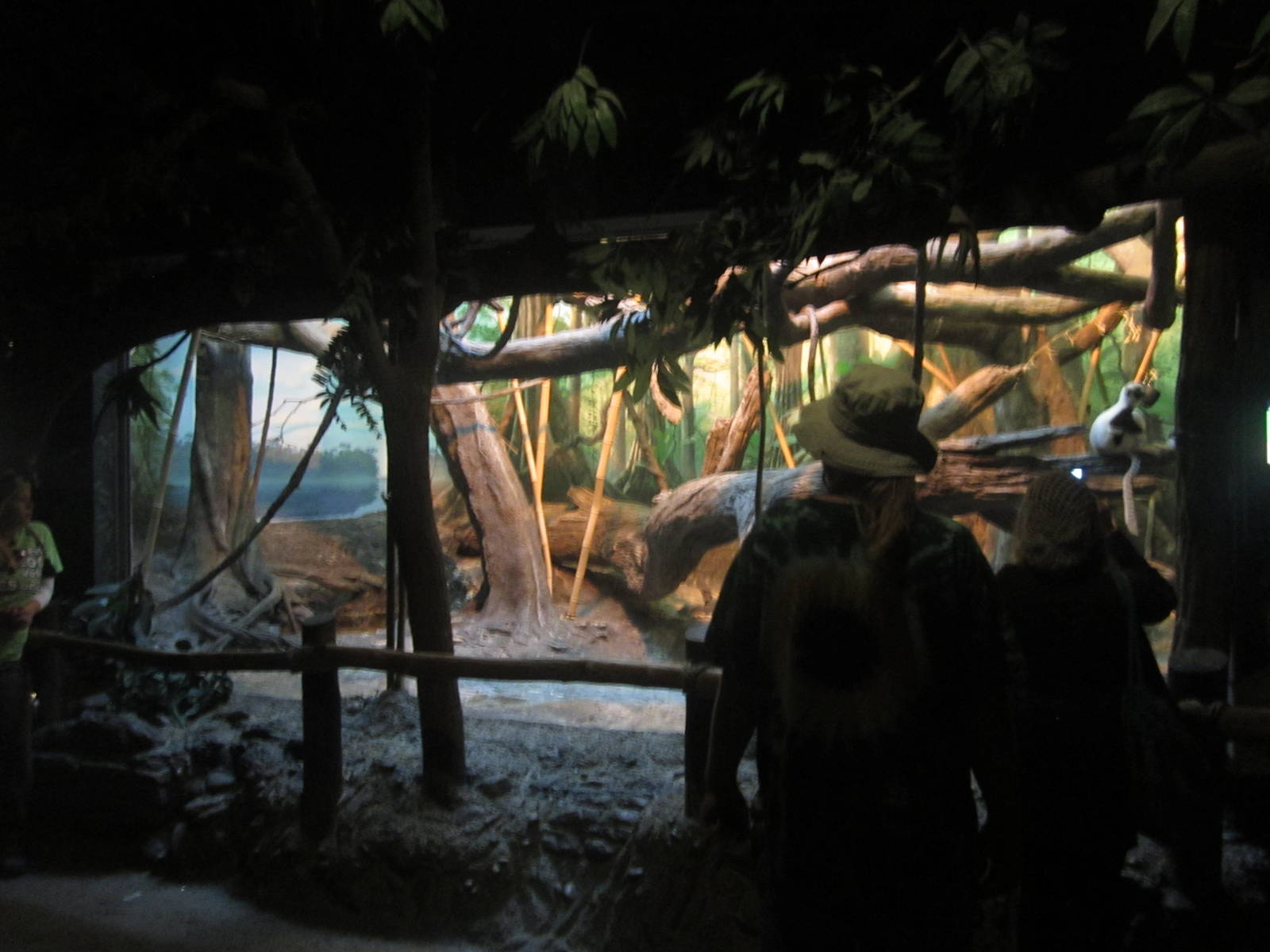 Oct. 2013 - Jungle Trails - Coquerel's Sifaka Indoor Exhibit Viewing