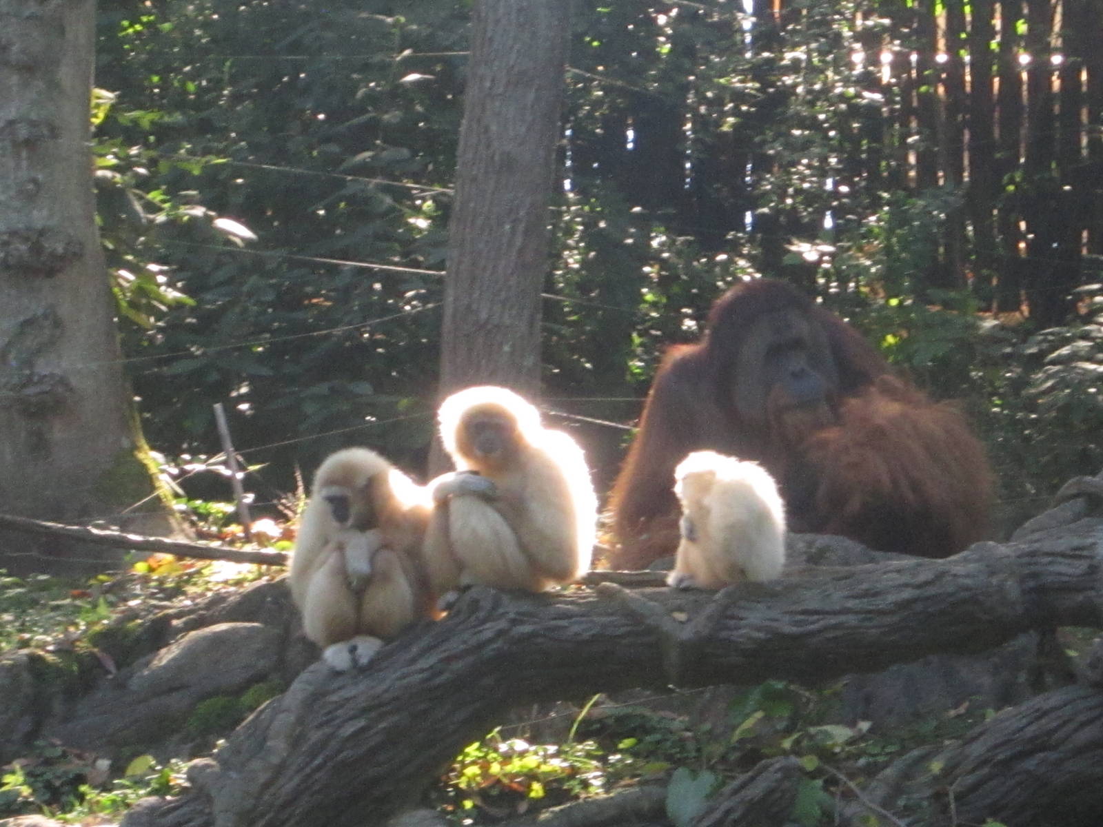 Oct. 2013 - Jungle Trails - Hosen, Connie, Possum, and Henry