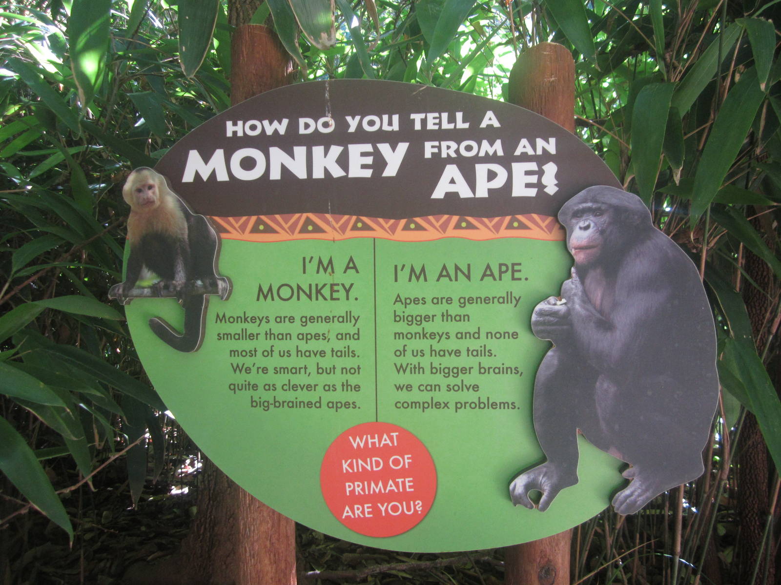 Oct. 2013 - Jungle Trails - How Do You Tell a Monkey From an Ape