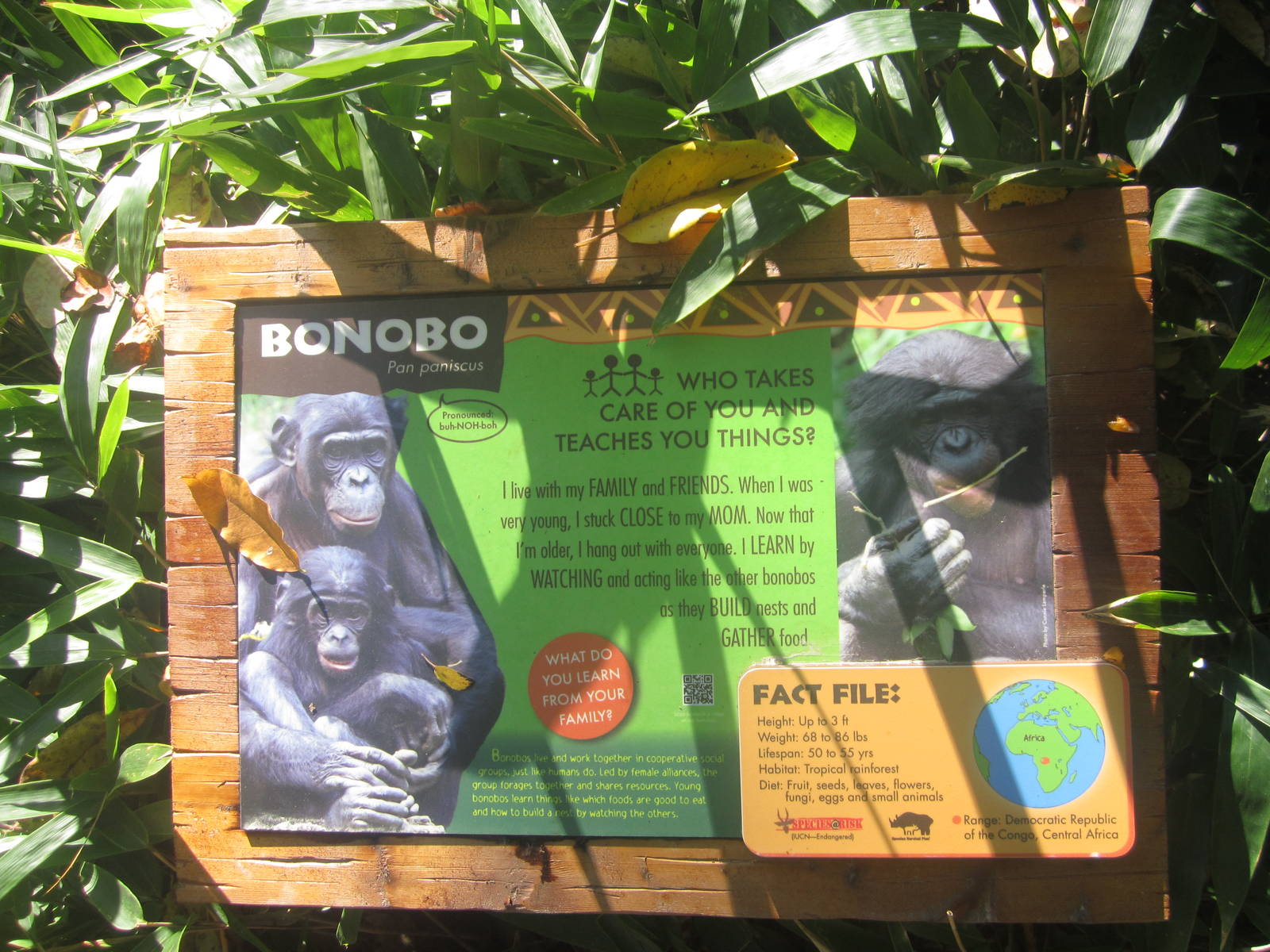 Oct. 2013 - Jungle Trails - New Bonobo Sign