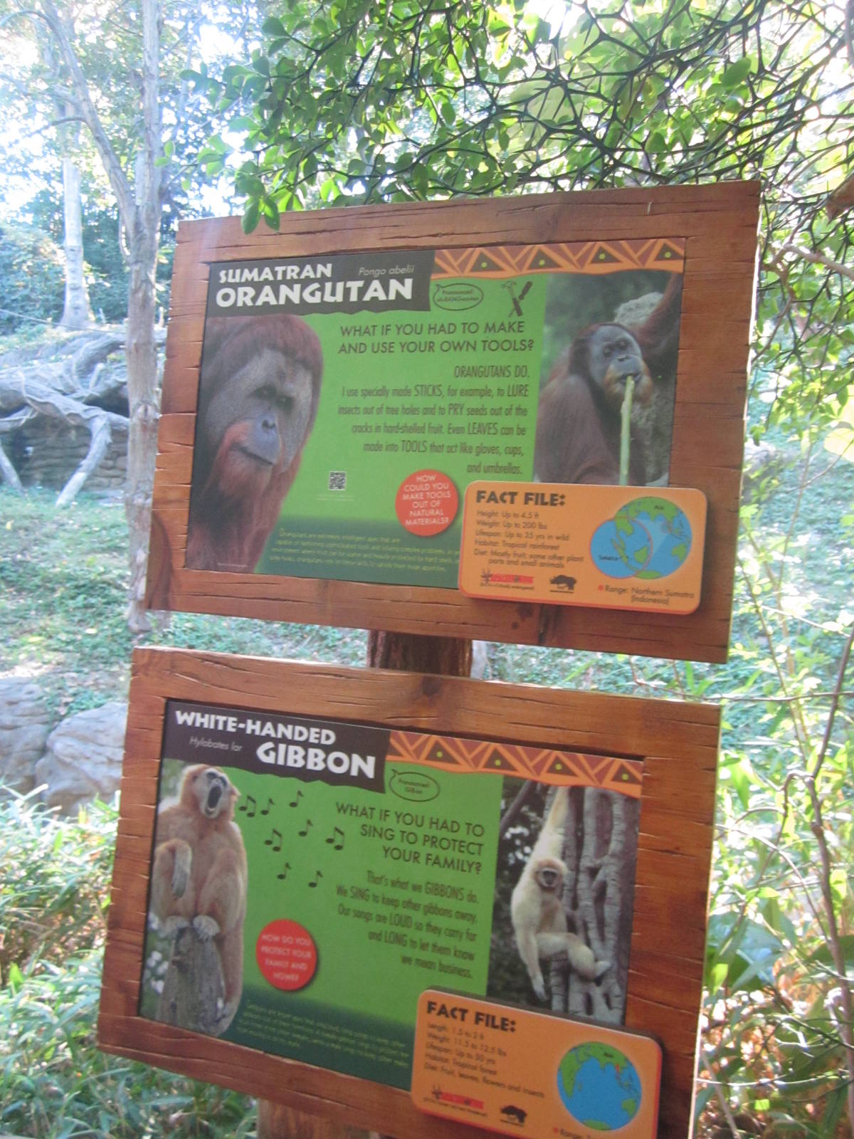 Oct. 2013 - Jungle Trails - New Orangutan and Gibbon signs