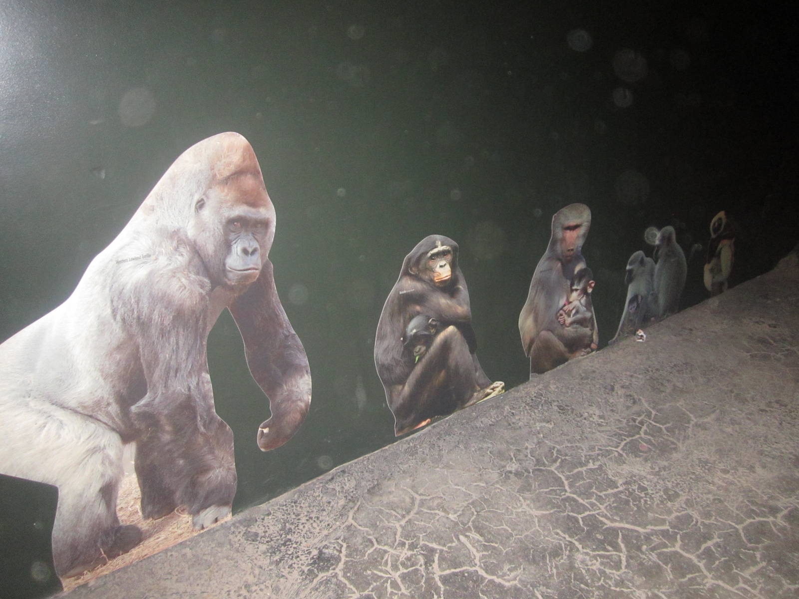 Oct. 2013 - Jungle Trails - New Primate Cutouts