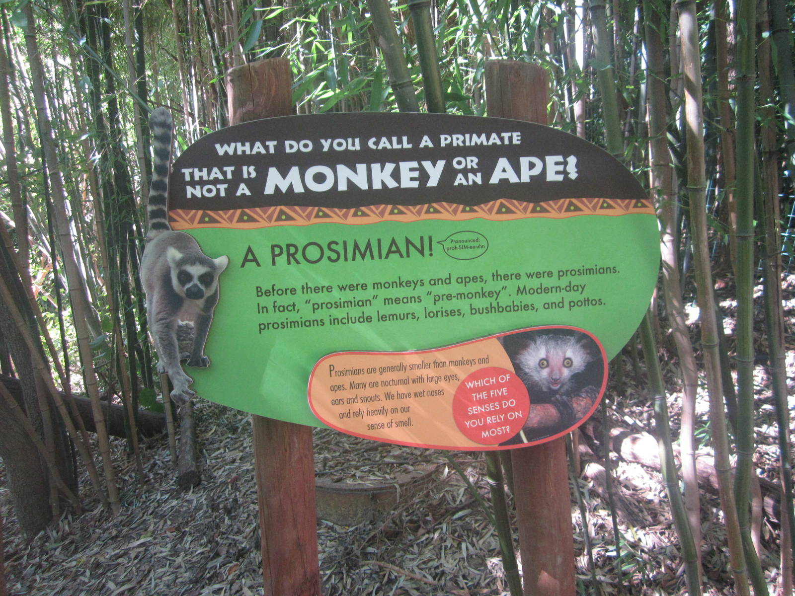 Oct. 2013 - Jungle Trails - Prosimian sign