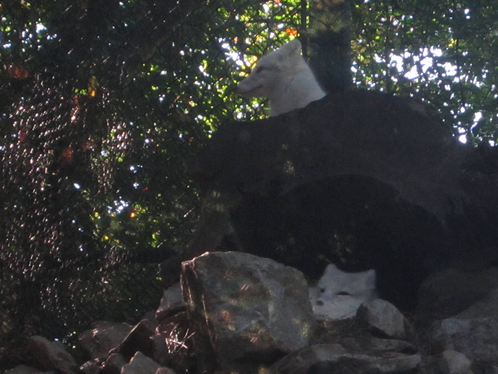 Oct. 2013 - Lords of the Arctic - Arctic Foxes