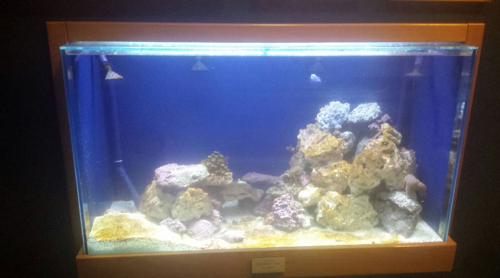 Oct. 2013 - Manatee Springs - Florida Biodiversity Tank