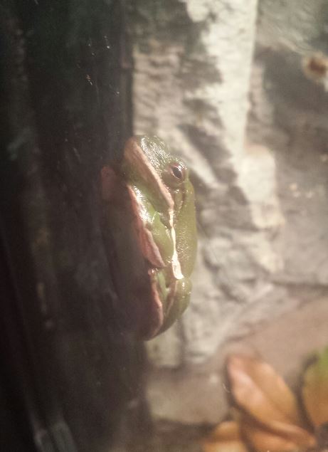 Oct. 2013 - Manatee Springs - Green Tree Frog