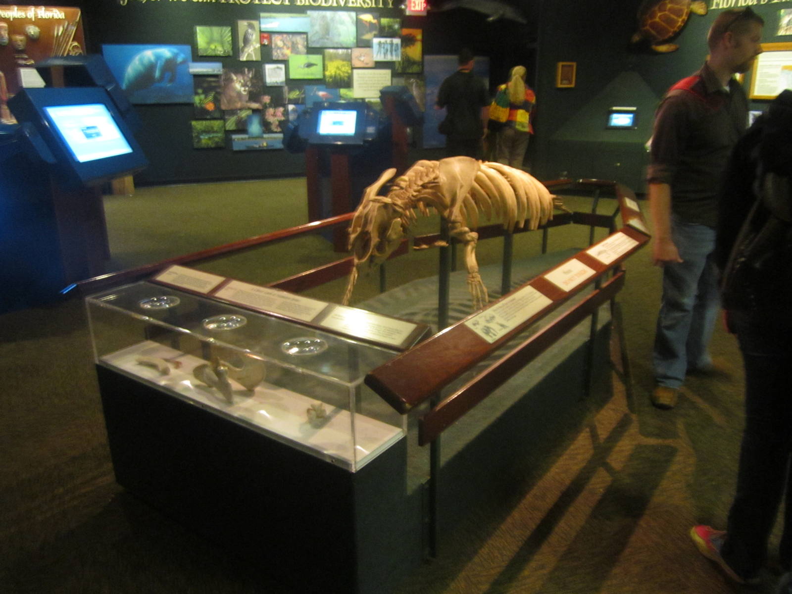 Oct. 2013 - Manatee Springs - Manatee Skeleton