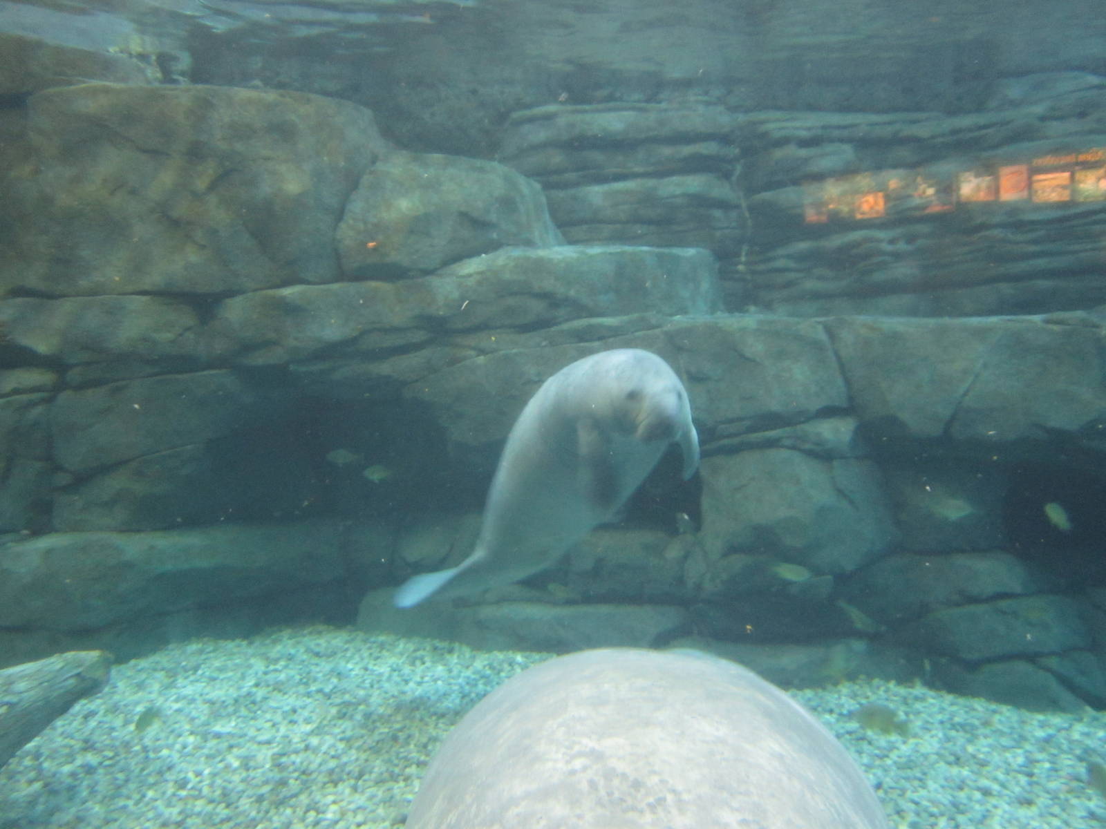 Oct. 2013 - Manatee Springs - New Manatee Abigail