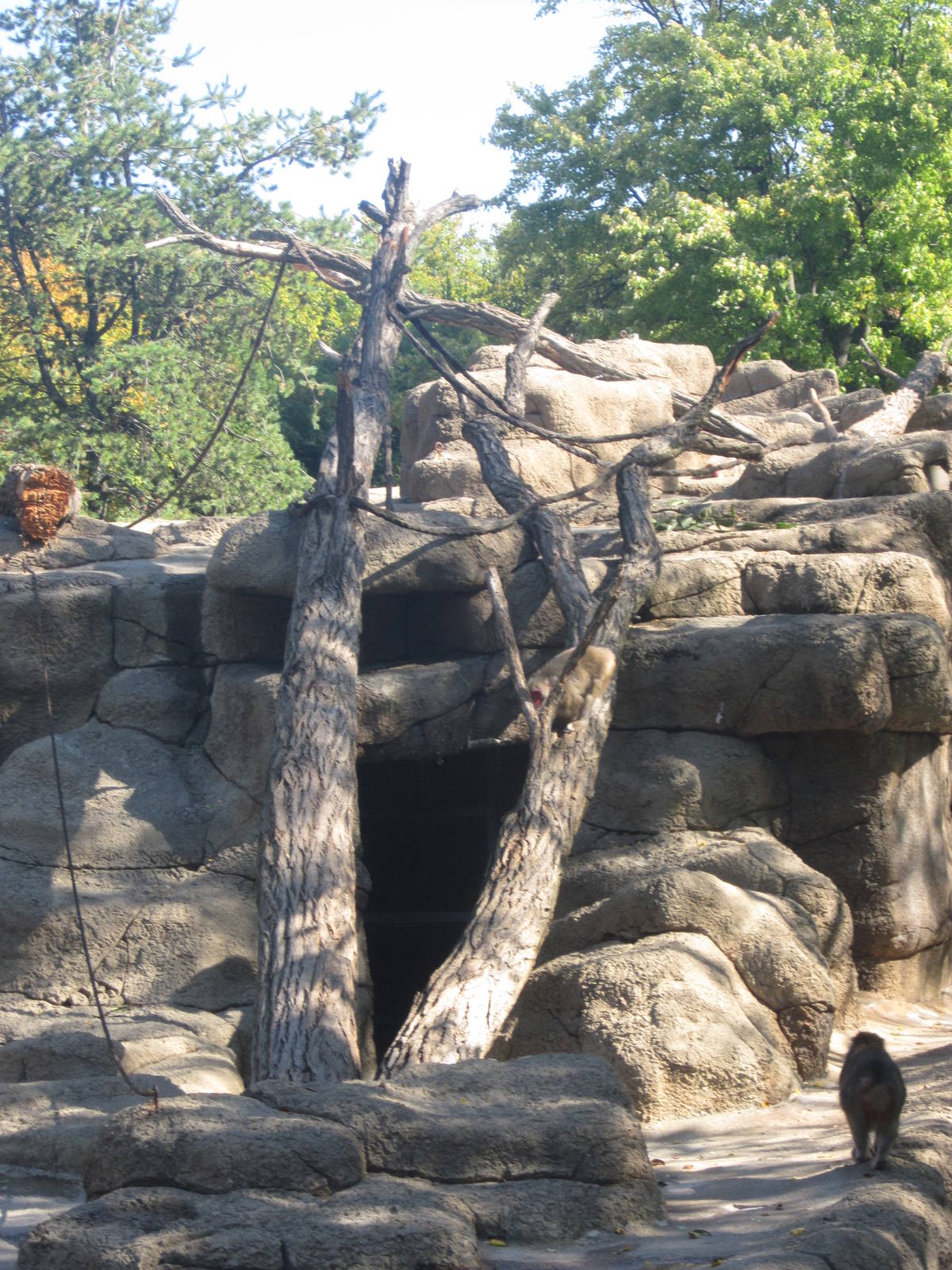 Oct. 2013 - Monkey Island - New Tree Trunks