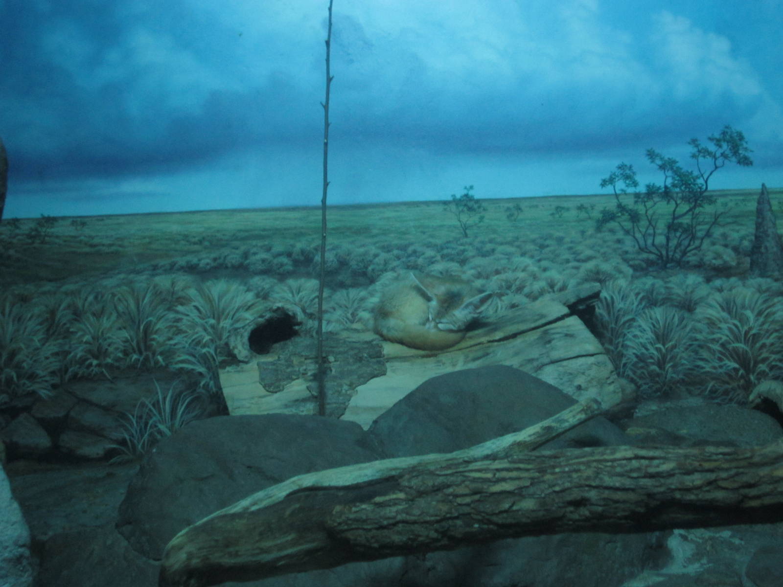 Oct. 2013 - Night Hunters - Fennec Fox