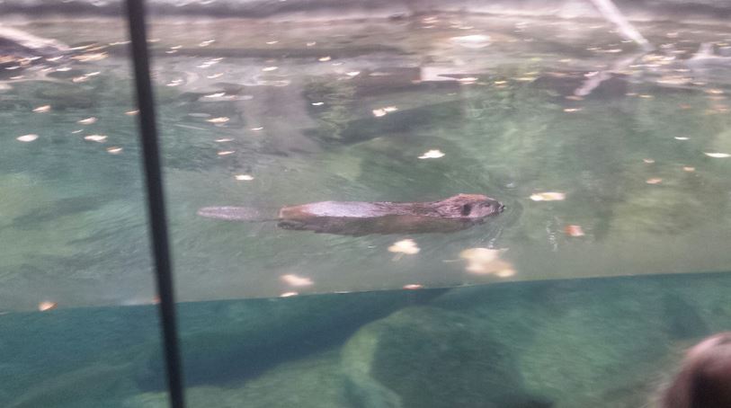 Oct. 2013 - Northern Trek - American Beaver