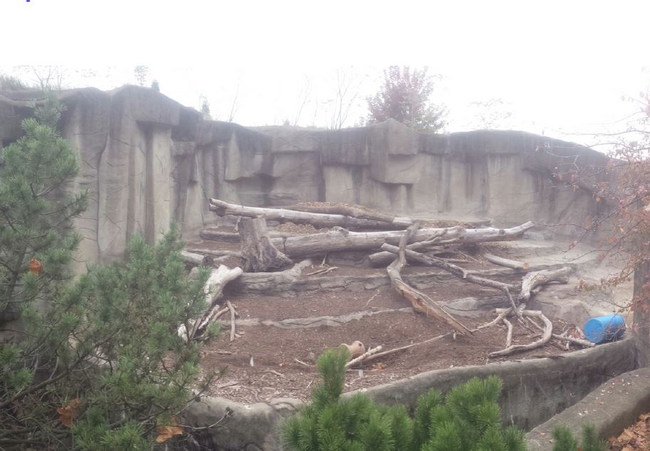 Oct. 2013 - Northern Trek - American Black Bear Exhibit