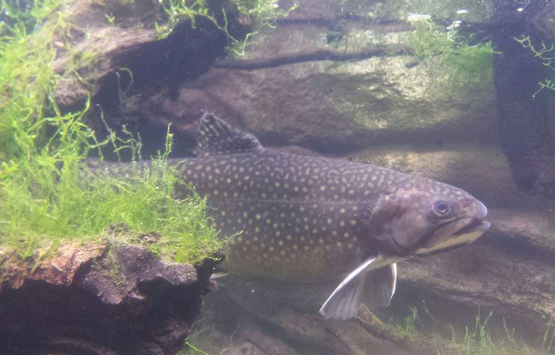 Oct. 2013 - Northern Trek - Brook Trout