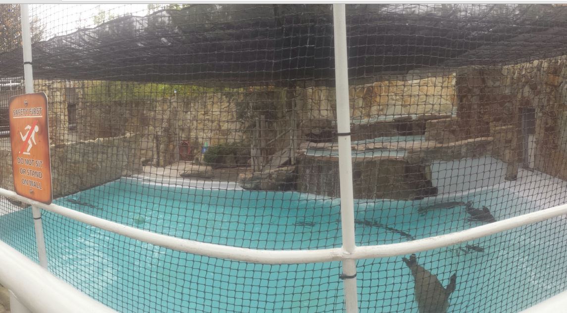 Oct. 2013 - Northern Trek - California Sea Lion + Harbor Seal Exhibit