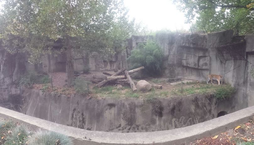 Oct. 2013 - Northern Trek - First Amur Tiger Exhibit