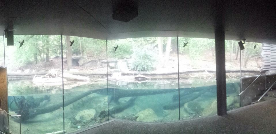 Oct. 2013 - Northern Trek - Mexican Wolf + American Beaver Exhibit - Under