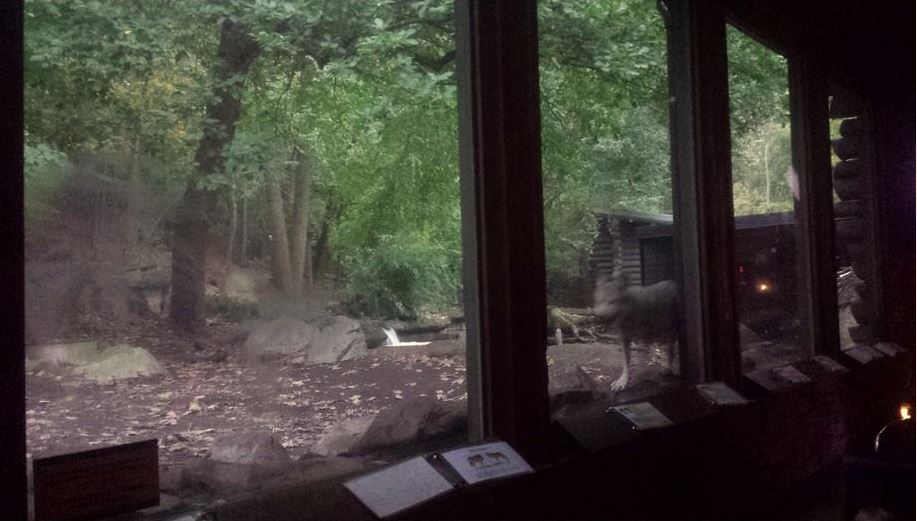 Oct. 2013 - Northern Trek - Mexican Wolf + American Beaver Exhibit Viewing