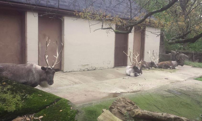 Oct. 2013 - Northern Trek - Reindeer