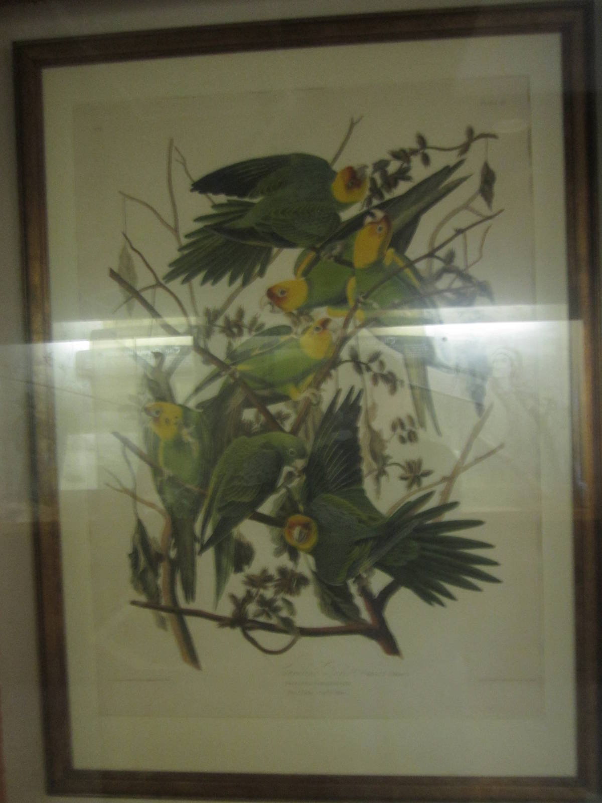 Oct. 2013 - Passenger Pigeon Memorial - Carolina Parakeets by John James