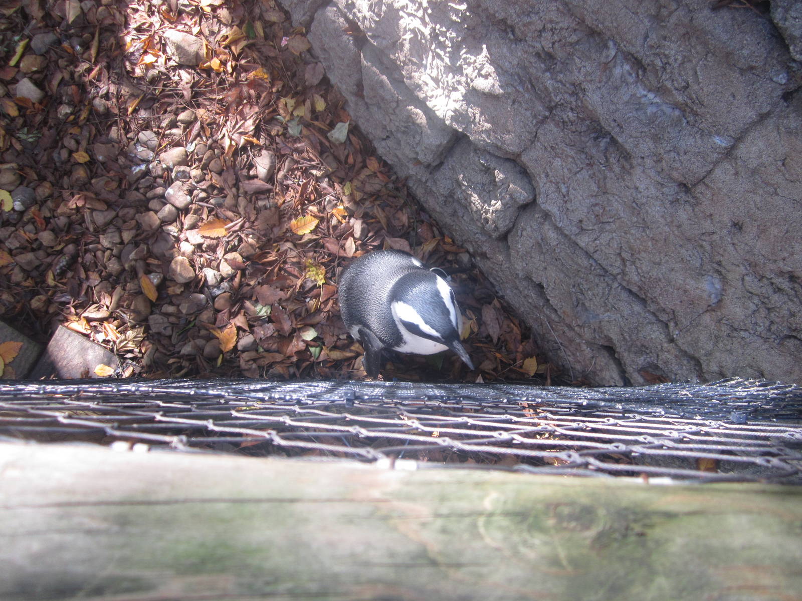 Oct. 2013 - Penguin Walkabout - African Penguin Closeup