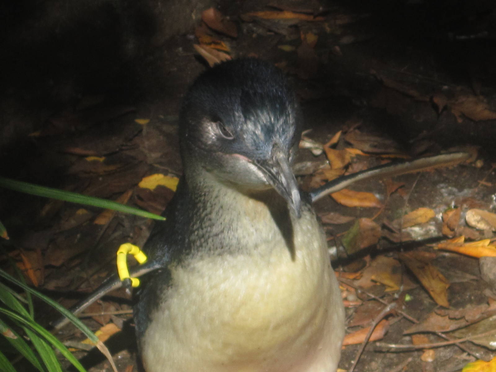 Oct. 2013 - Penguin Walkabout - Little Penguin