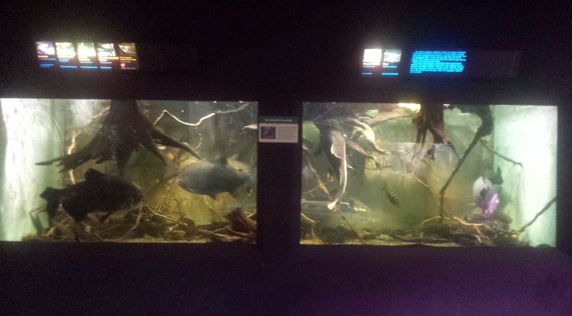 Oct. 2013 - Primate, Cat, + Aquatics - Amazon Tank