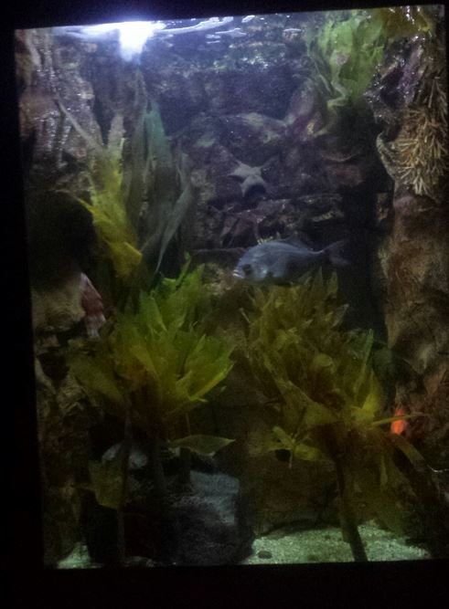 Oct. 2013 - Primate, Cat + Aquatics - Aquatic Exhibit