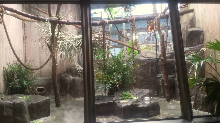 Oct. 2013 - Primate, Cat + Aquatics - Black Howler Monkey Exhibit