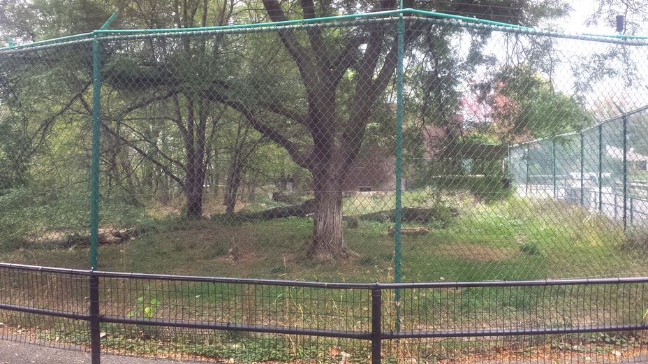 Oct. 2013 - Primate, Cat, + Aquatics - Cheetah Exhibit