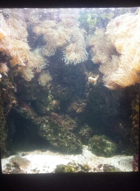 Oct. 2013 - Primate, Cat, + Aquatics - False Percula Clownfish + Bubble Tip