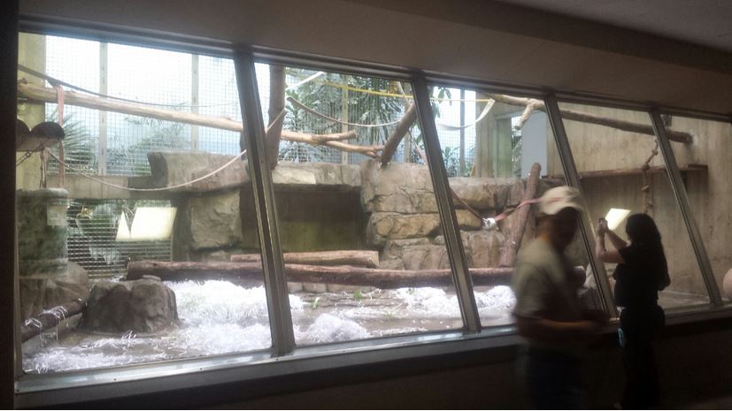 Oct. 2013 - Primate, Cat, + Aquatics - First Mandrill Exhibit