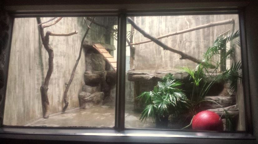 Oct. 2013 - Primate, Cat, + Aquatics - First Red Ruffed Lemur Exhibit