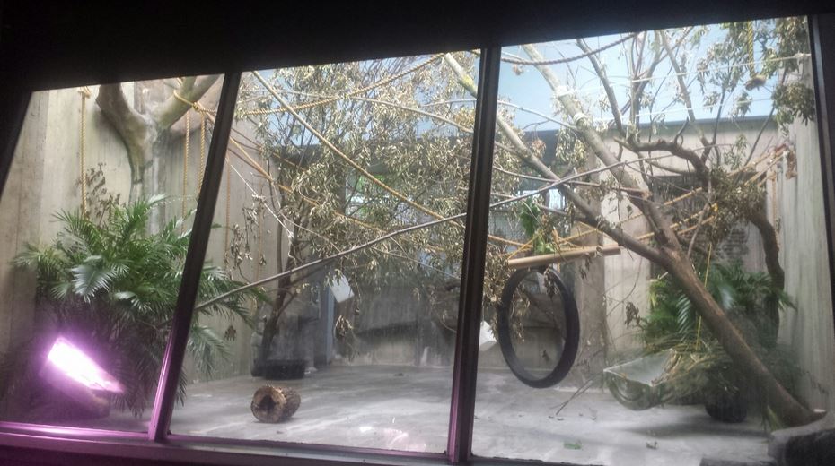 Oct. 2013 - Primate, Cat, + Aquatics - First Robust Black Spider Monkey Exh