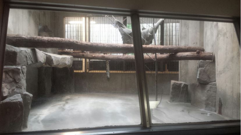 Oct. 2013 - Primate, Cat, + Aquatics - First Snow Leopard Exhibit