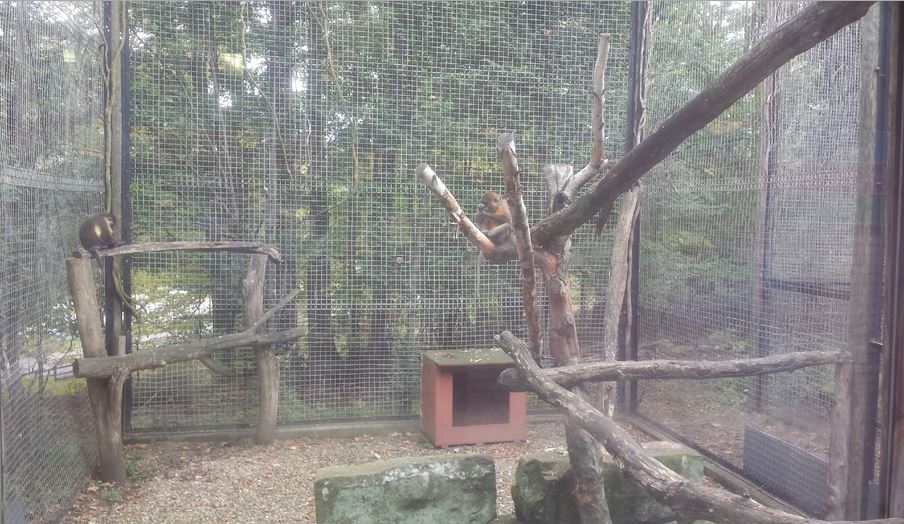 Oct. 2013 - Primate, Cat + Aquatics - Golden-bellied Mangabey Exhibit