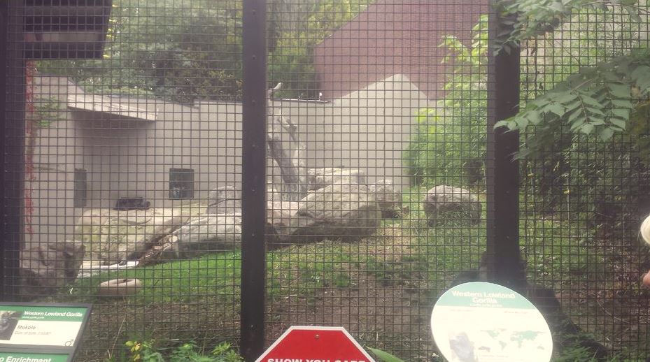 Oct. 2013 - Primate, Cat, + Aquatics - Gorilla Exhibit