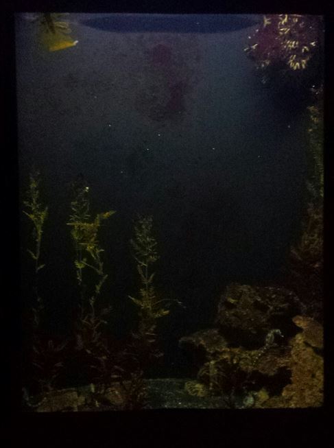 Oct. 2013 - Primate, Cat, + Aquatics - Potbelly Seahorse Exhibit