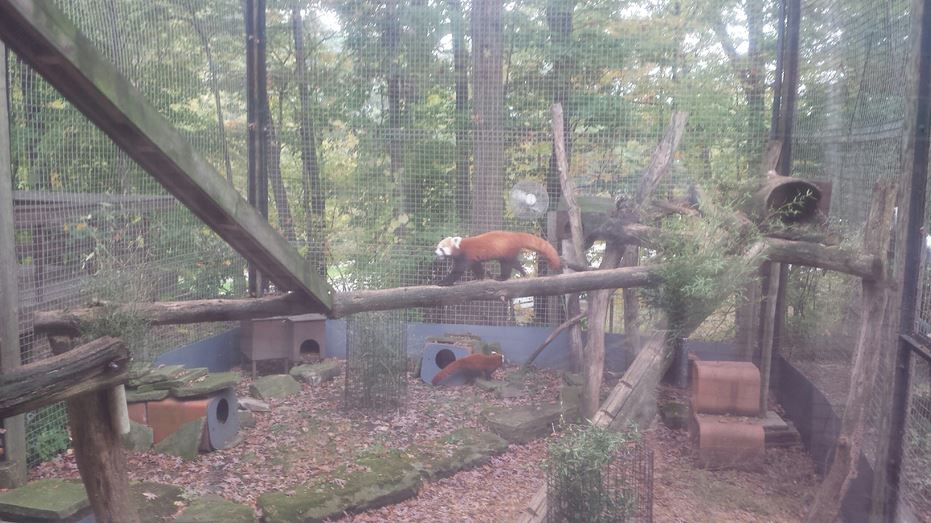 Oct. 2013 - Primate, Cat, + Aquatics - Red Panda Exhibit