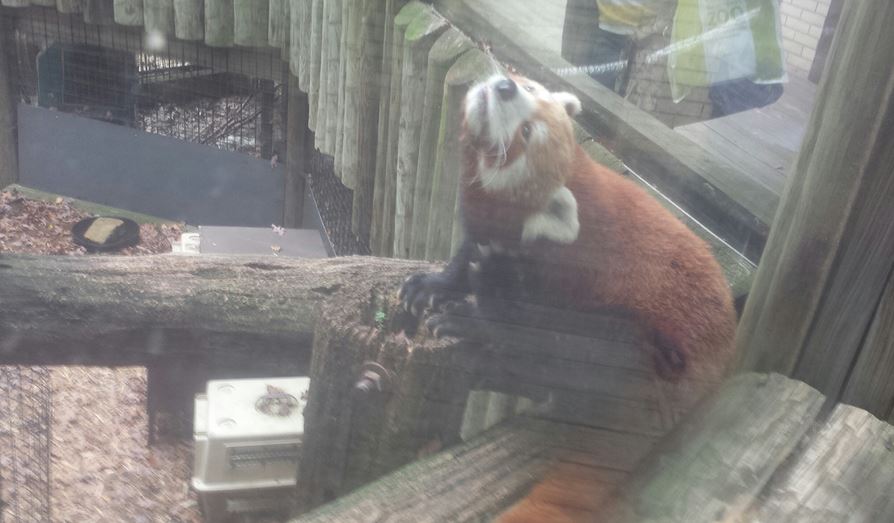 Oct. 2013 - Primate, Cat, + Aquatics - Red Panda