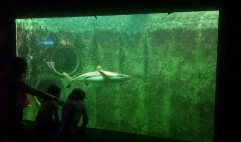 Oct. 2013 - Primate, Cat, + Aquatics - Shark + Fish Tank