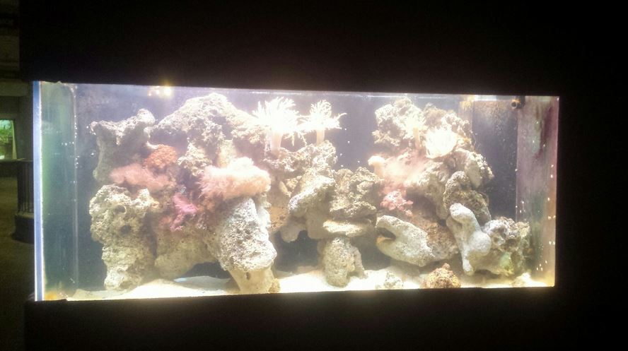 Oct. 2013 - Primate, Cat + Aquatics - Stonefish Exhibit