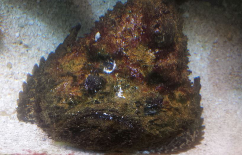 Oct. 2013 - Primate, Cat, + Aquatics - Stonefish