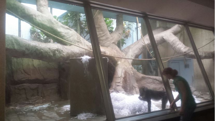 Oct. 2013 - Primate, Cat, + Aquatics - Third Mandrill Exhibit