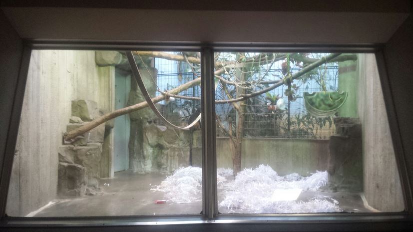Oct. 2013 - Primate, Cat + Aquatics - Wolf's Guenon Exhibit